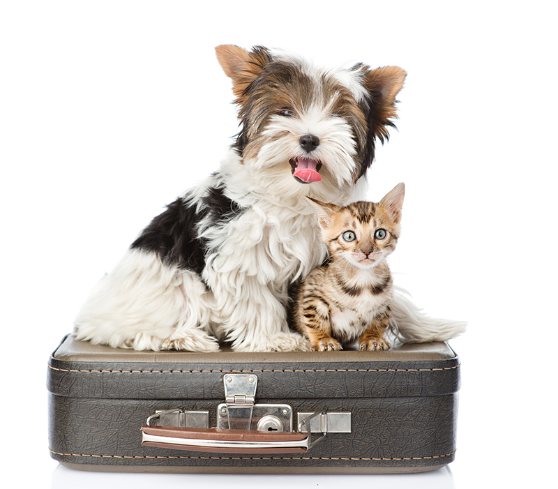dog and cat sitting on suitcase