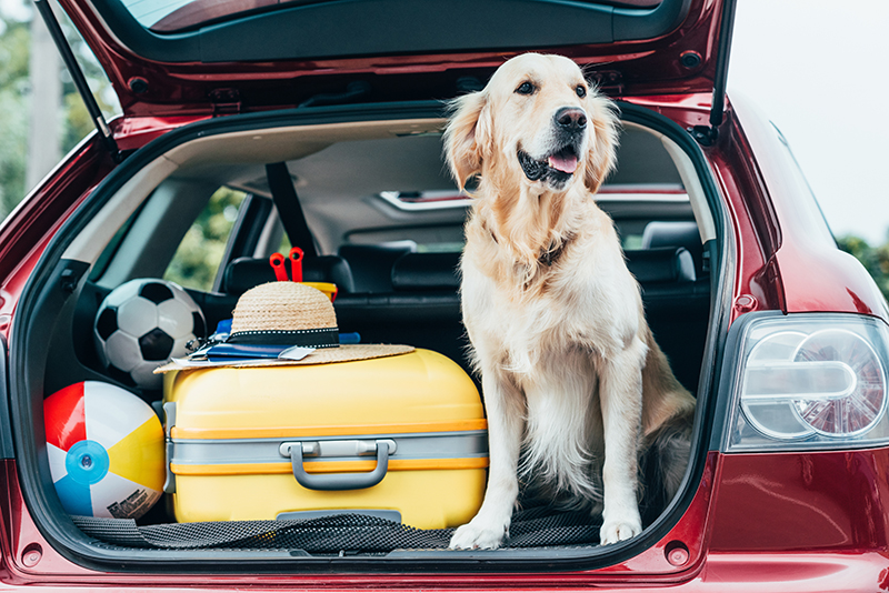 dog in car trunk trip adventure
