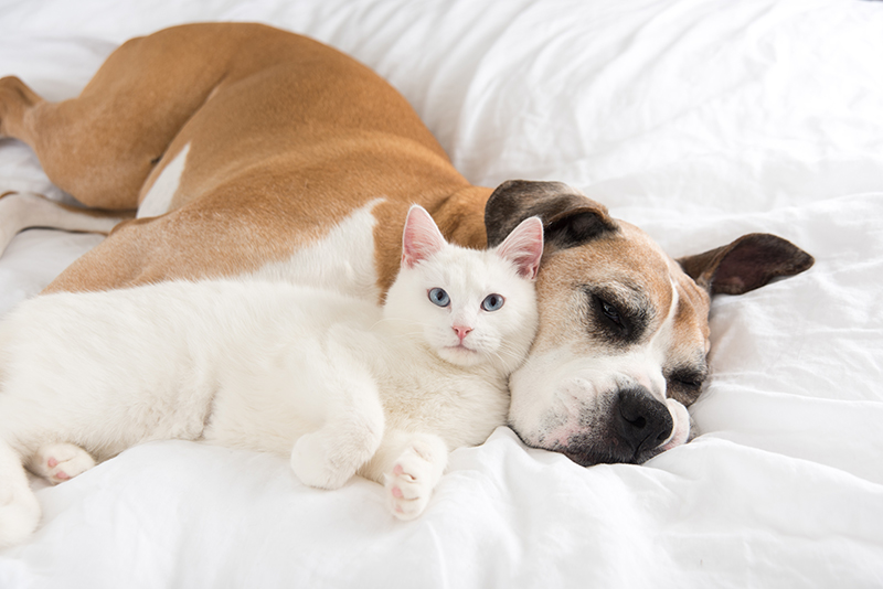 dog and cat resting on comforter