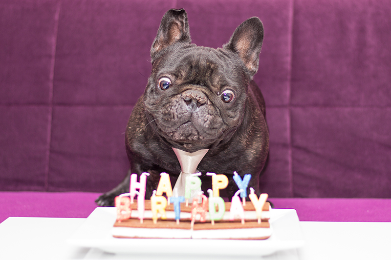 dog birthday party cake