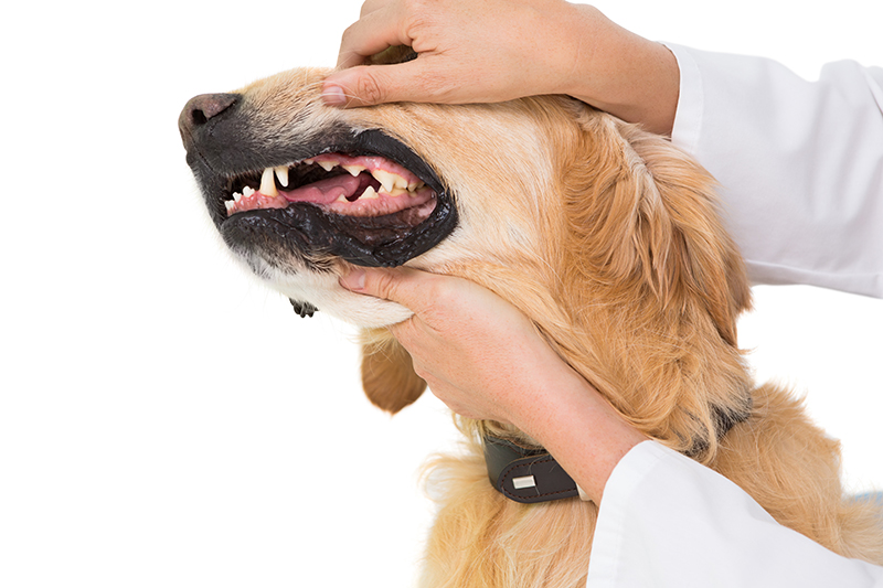 dog teeth vet checkup