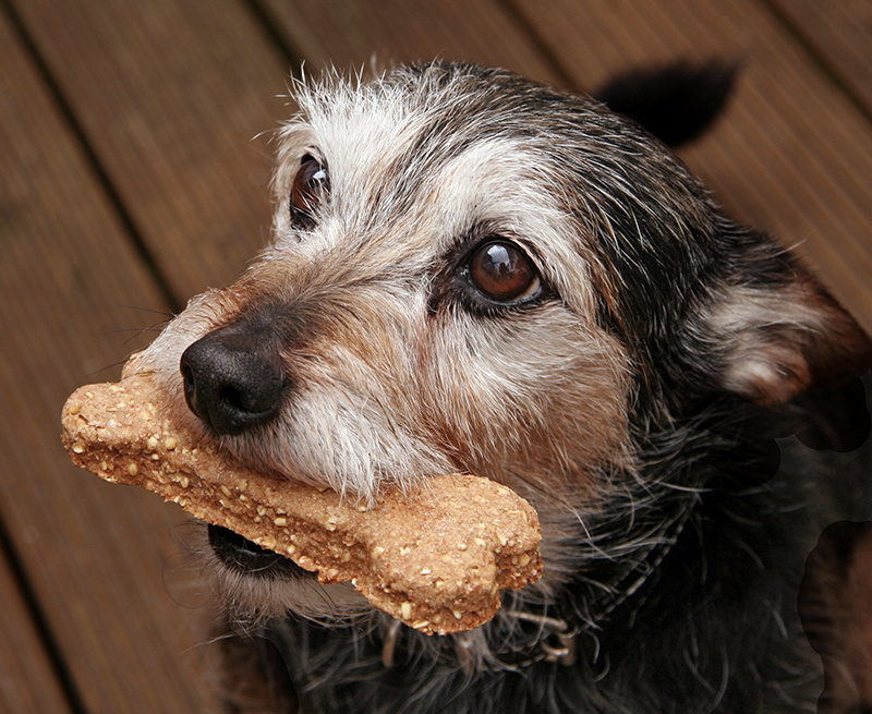 dog with dog biscuit treat