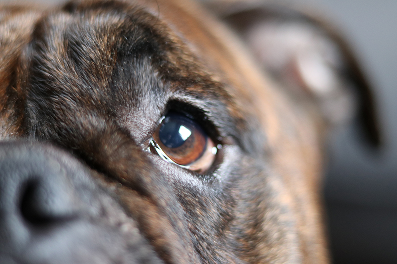 dog pug closeup