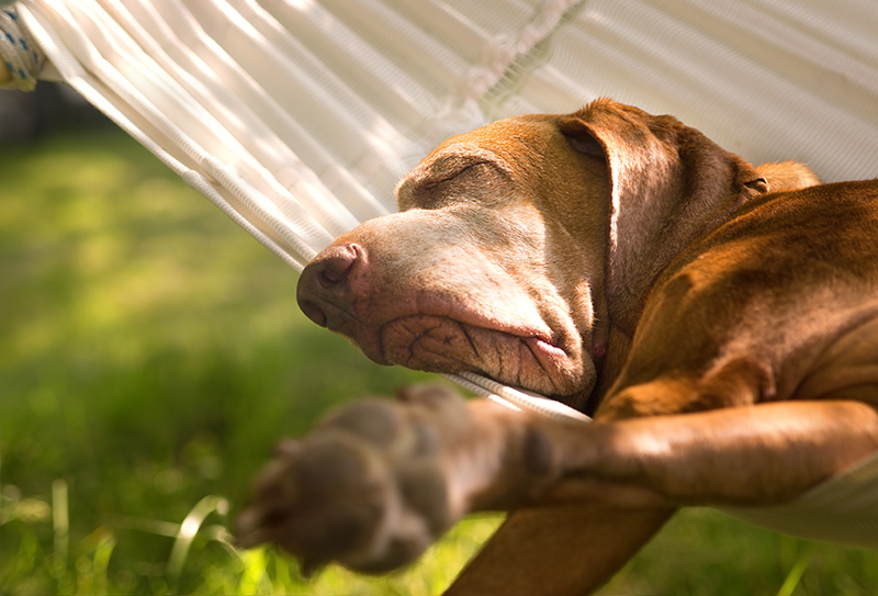 dog sleeping on hammock summer