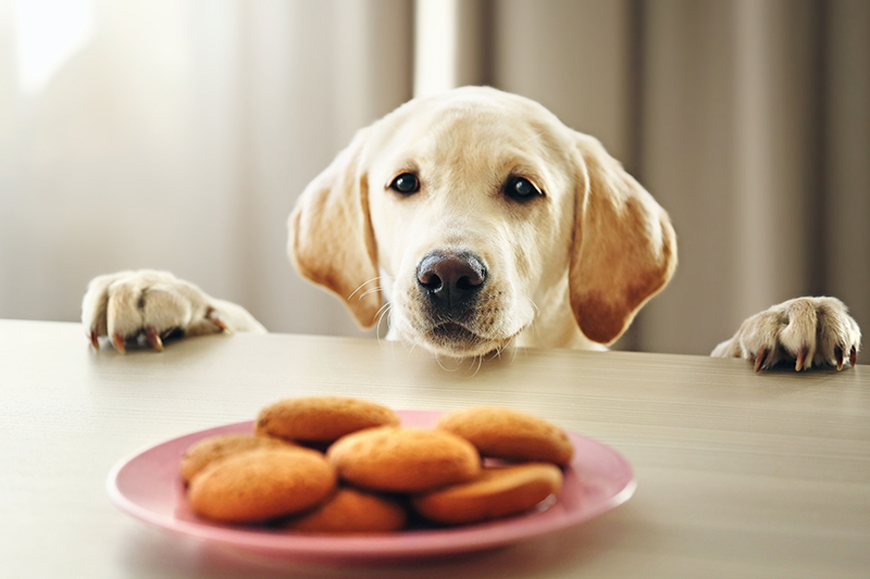 dog looking over counter at cookies