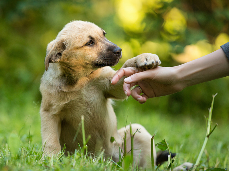 dog playing with human in grass