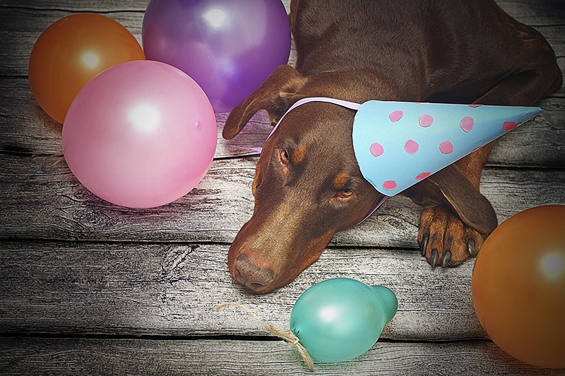dog birthday party balloons party hat