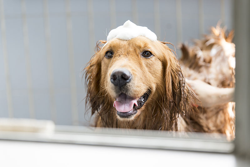 dog bath soap bubbles on head