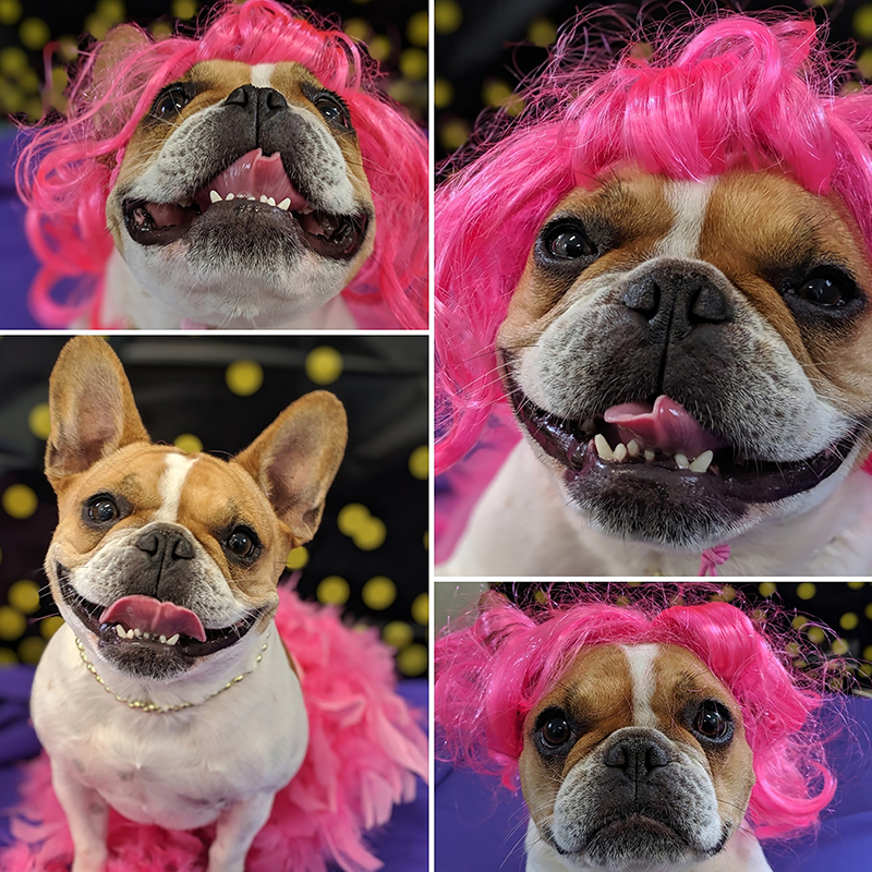 dog pink wig funny photo collage