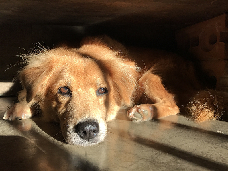 dog near window with sun shining in