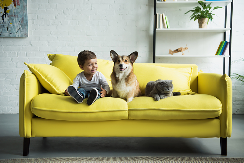 boy with dog on yellow sofa
