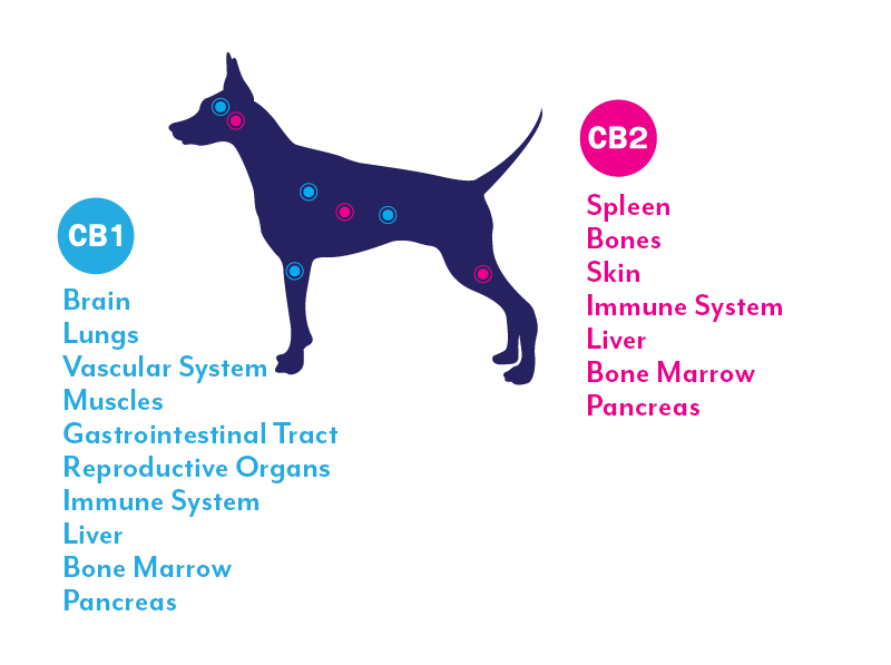 cbd dog cannabinoid receptors endocannabinoid system