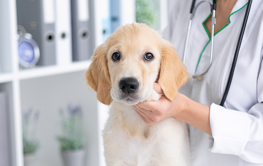 puppy vet clinic