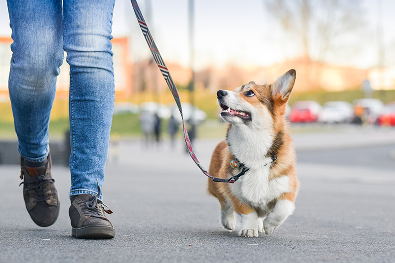 dog exercise walk