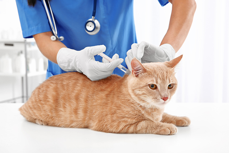 vet cat vaccination