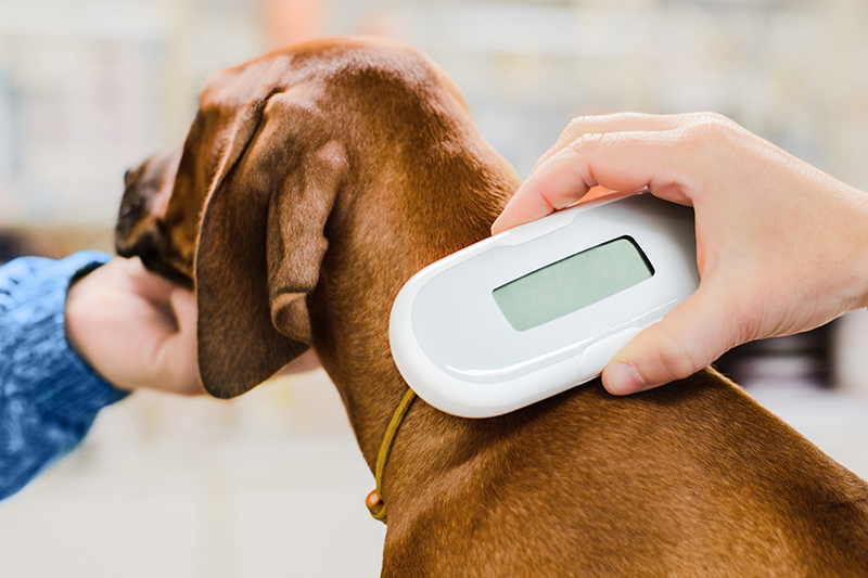 veterinarian checking chip under pet's / dog's skin
