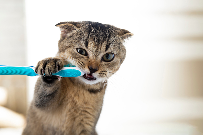 cat, dental health, teeth brushing