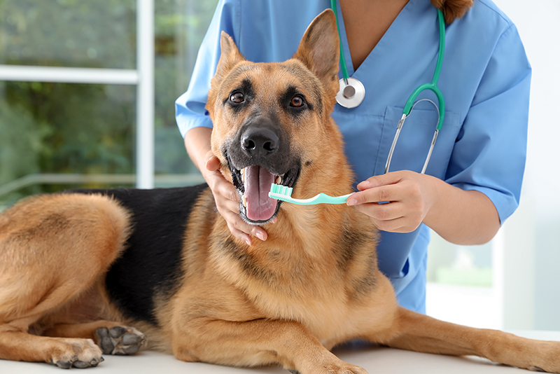 dog, vet, dental health, teeth cleaning