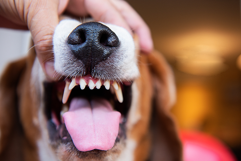 dog-teeth-check