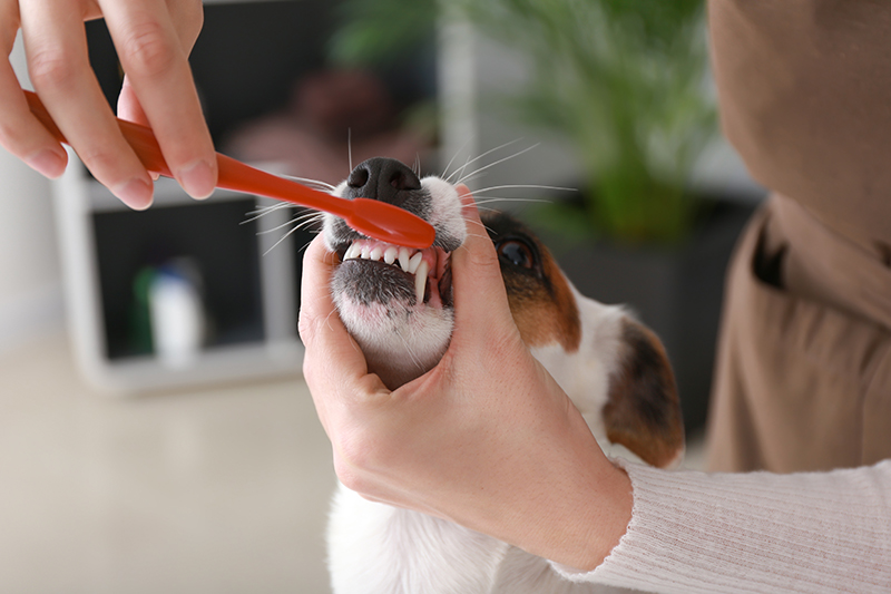 dog, teeth brushing