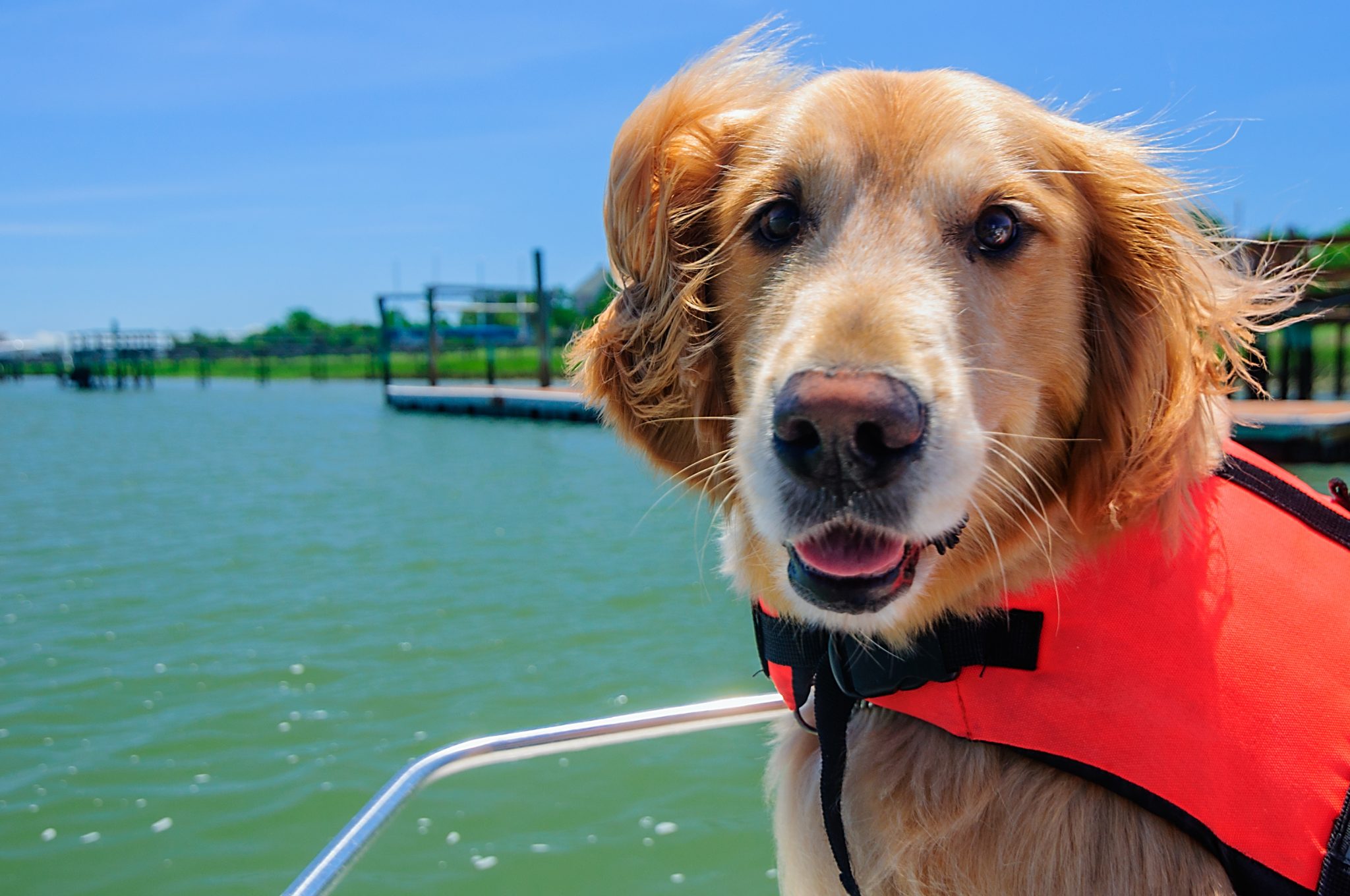 10 Summer Dog Safety Tips - To Beat The Heat