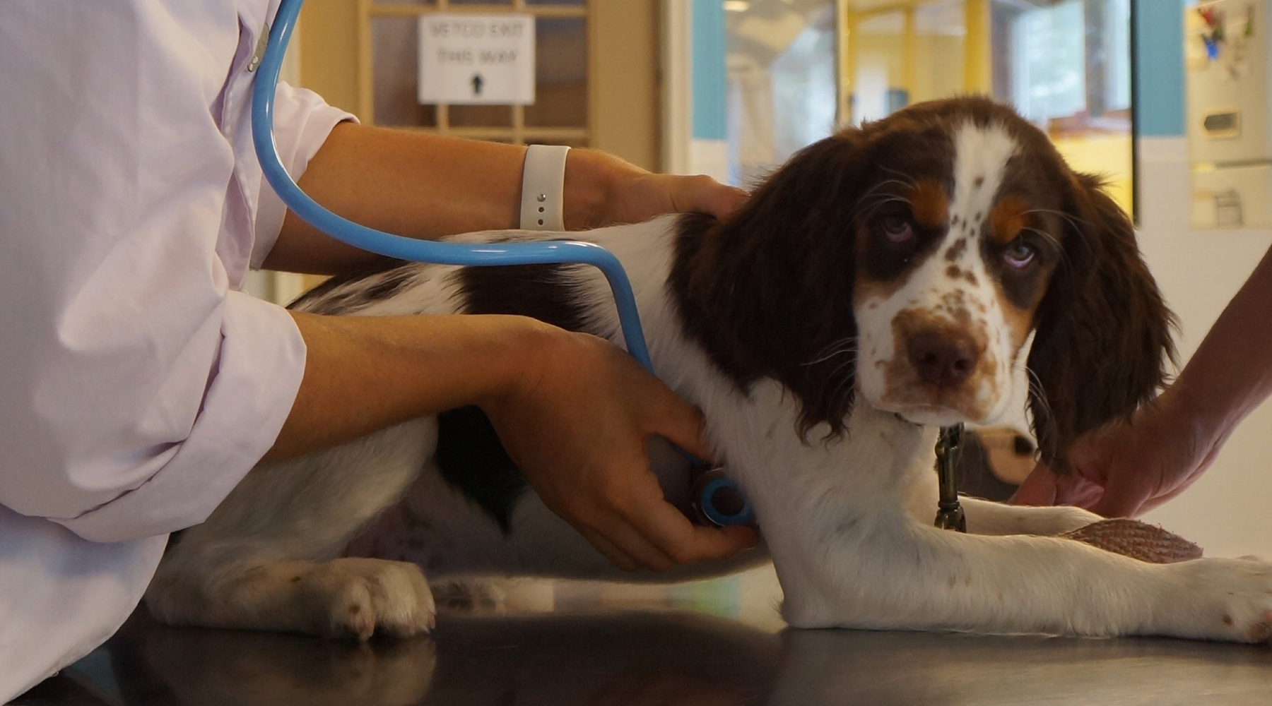 puppy vet care, veterinarian