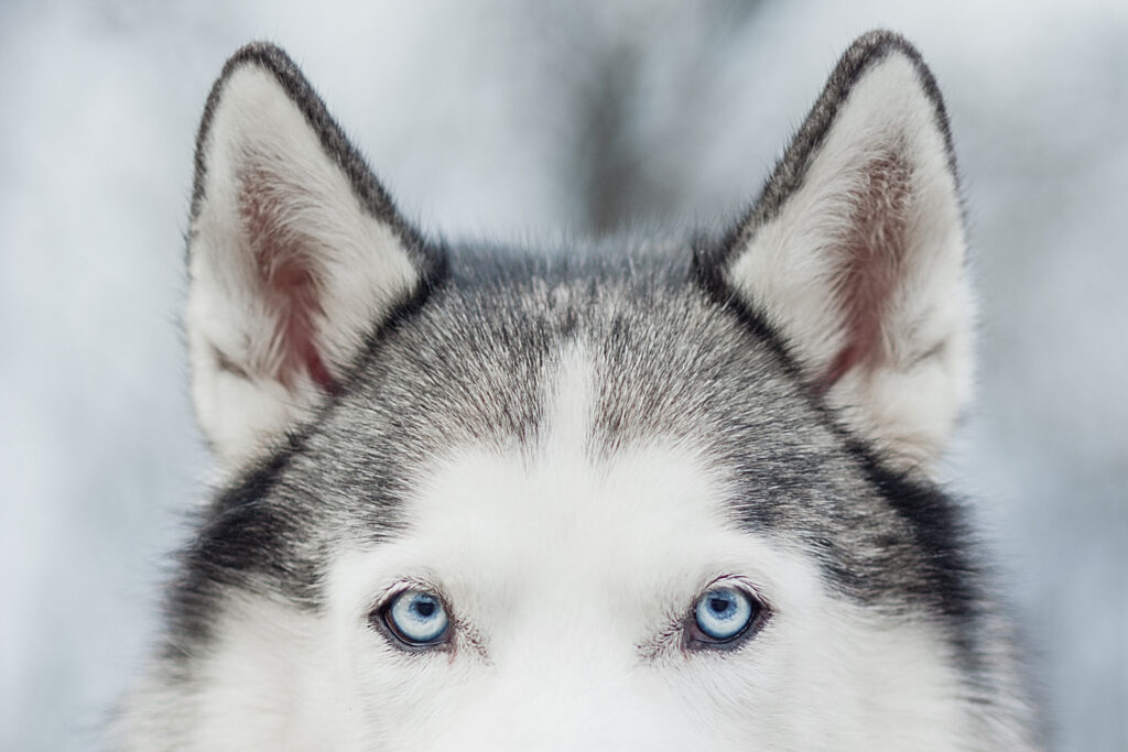 Due to the lack of blood vessels in a dog’s ears, they can get chilly after only a few minutes and are susceptible to frostbite damage. This dog's ears should be dried and cleaned after going outdoors to ensure safety.