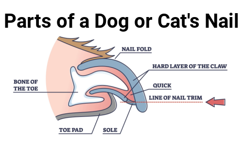 Parts of a Dog or Cat's nail