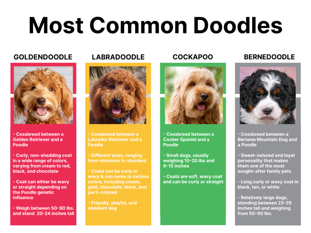 Most Common Doodles: Goldendoodle, Labradoodle, Cockapoo, and Bernedoodle