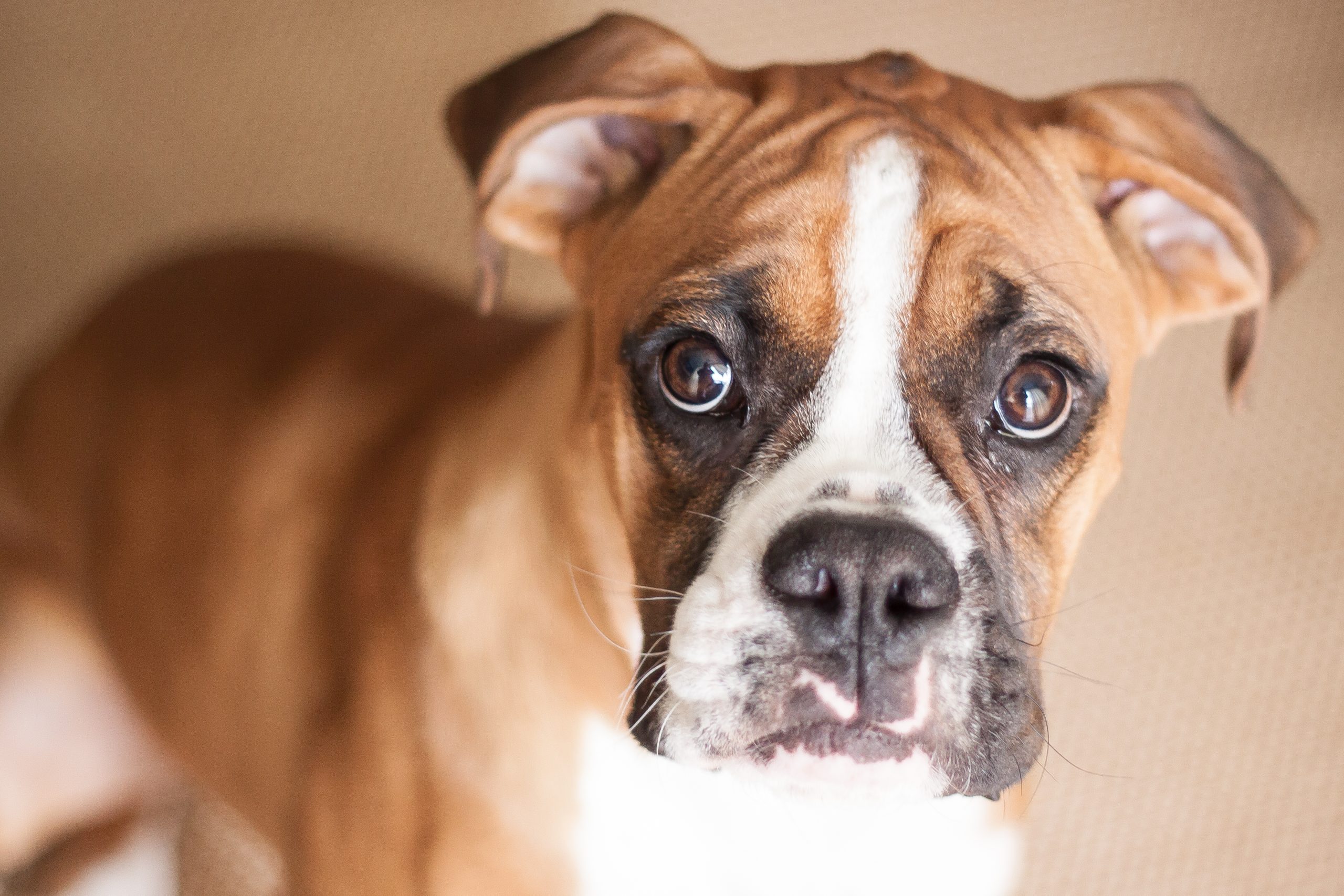 boxer dog, short haired coat, grooming