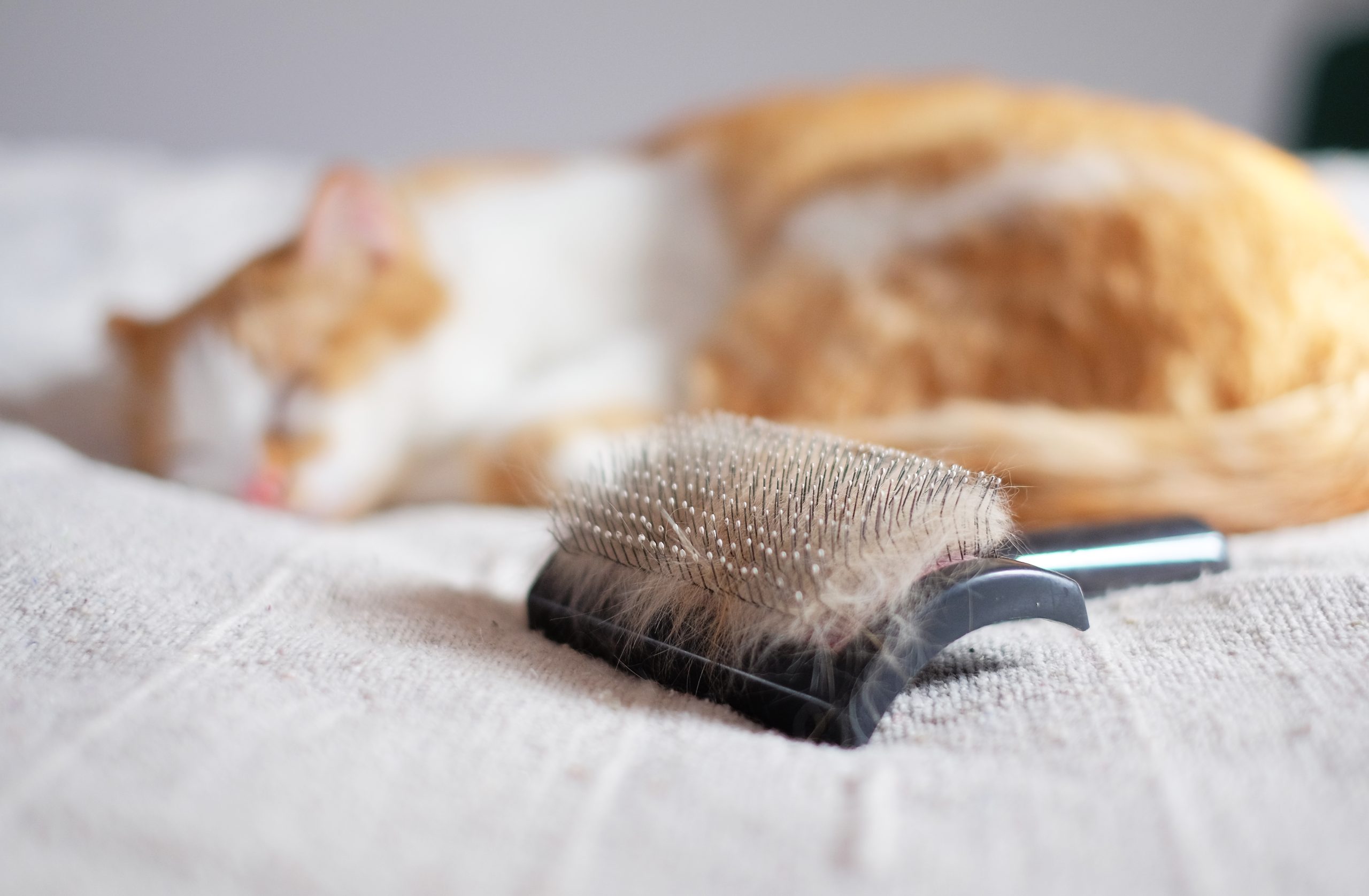 Why animals shed, Cat Shedding