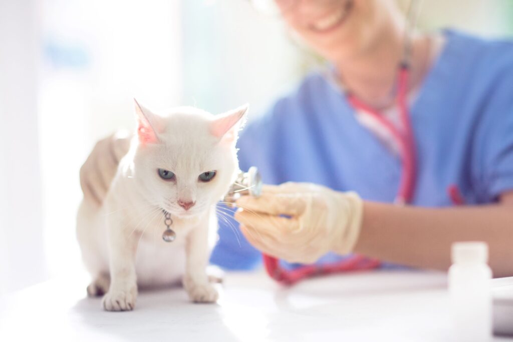 Adopting Cat Medical Needs